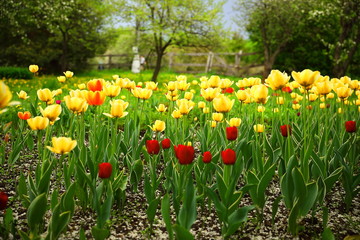 Red and yellow tulips in a garden flower bed with white cherry petals on the ground, a wood fence, green trees and blue sky on a spring day