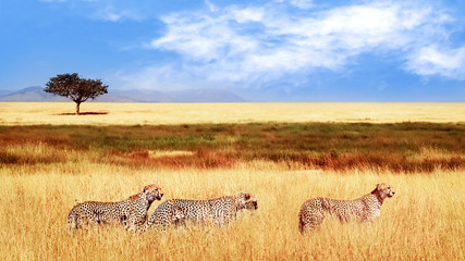 Group of cheetahs in the African savannah. Africa, Tanzania, Serengeti National Park.  Wild life of...