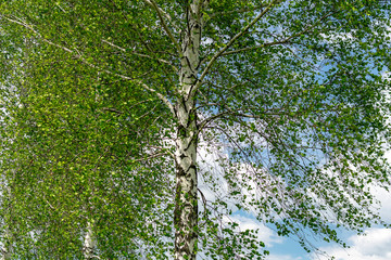  White spring birch on a background of blue sky on a sunny day