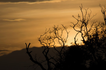 Fototapeta na wymiar silhouette of a tree at sunset; sunset in Sri Lanka; spooky sunset;