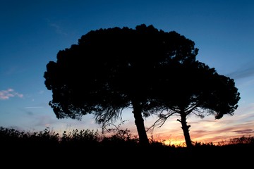 Silueta pinos al atardecer en hermosos tonos anaranjados