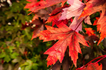 red maple leaf 