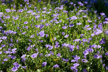 Many gentle crocuses in field in Rhodes