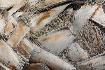 Closeup of the palm tree bark. Abstraction.