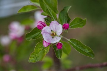 Obraz premium Gorgeous beutiful blooming apple tree brunch isolated. Gorgeous backgrounds.