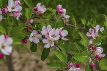 Gorgeous pink and white blooming apple tree on green background. Beautiful nature backgrounds.
