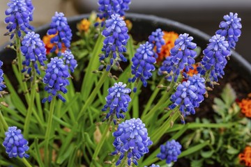 Close up view of lavender flowers isolated. Beautiful backgrounds.