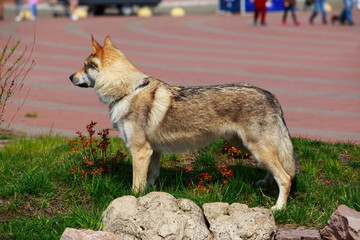 Hungarian Wolf Dog