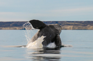 Southern right whale,jumping behavior, Puerto Madryn, Patagonia, Argentina