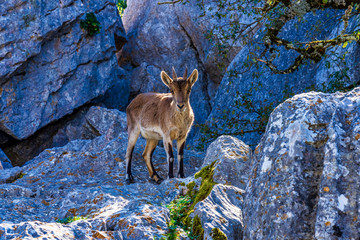 Spanish Ibex, Capra pyrenaica in Torcal de Antequera National Park, Spain