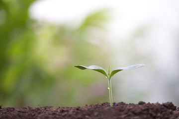 Young green sapling planting with water drop dew