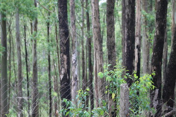 floresta