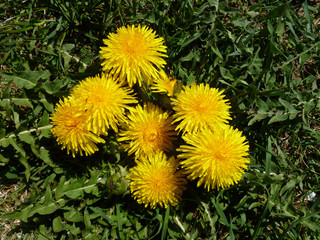 Wild yellow dandelion flower fluffy head. Wild flowers blooming in spring. Summer background. Spring blossom background. Flower background.