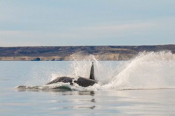 Fototapeta premium Southern right whale,jumping behavior, Puerto Madryn, Patagonia, Argentina