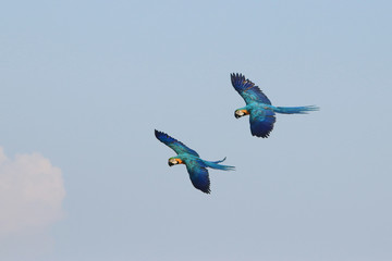 Two macaw parrots fly together.
