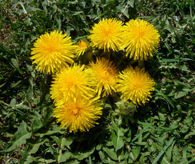 Wild yellow dandelion flower fluffy head. Wild flowers blooming in spring. Summer background. Spring blossom background. Flower background.