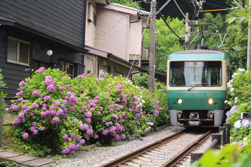 紫陽花と江ノ電