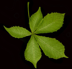 Fototapeta na wymiar leaf from Horse chestnut tree - Aesculus hippocastanum
