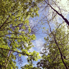 Tree view in park