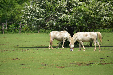 Obraz na płótnie Canvas Two horses in a field