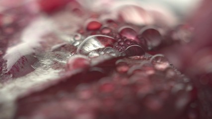Abstract super macro flower with drops of water, shallow depth of field, focus transition