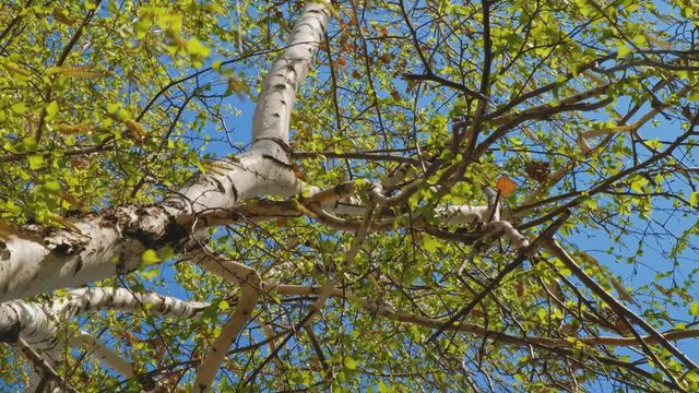 Green leaves and Catkins On Blue Sky Background from below view Springtime.