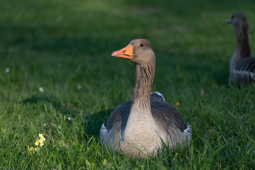 Goose on green grass in the evening in spring