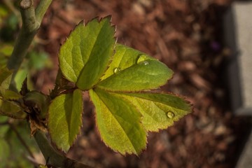 Droplets on a Leaf