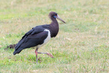 Black stork (Ciconia nigra) foraging at savanna, Ngorongoro crater national park, Tanzania