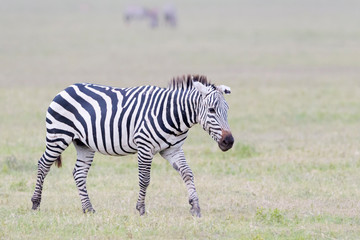 Fototapeta na wymiar Common or Plains Zebra (Equus quagga) walking on the plain in the Ngorongoro crater, Ngorongoro crater national park, Tanzania