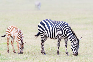 Fototapeta na wymiar Common or Plains Zebra (Equus quagga) with foal grazing on the plain in the Ngorongoro crater, Ngorongoro crater national park, Tanzania