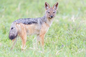 Black-backed jackal (Canis mesomelas) standing on savanna, looking at camera, Ngorongoro crater national park, Tanzania