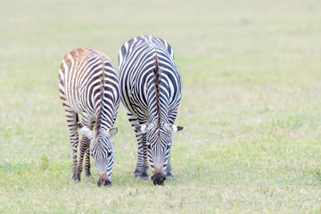 Fototapeta na wymiar Two Common or Plains Zebra (Equus quagga) grazing on the plain in the Ngorongoro crater, Ngorongoro crater national park, Tanzania