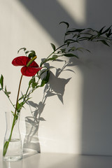 Anthurium Flower Bouquet on a White Background with Dramatic Shadows