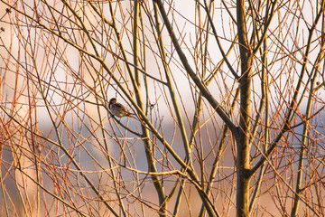 Selective focus photo.  The common reed bunting bird (Emberiza schoeniclus) sitting on branch of bush.