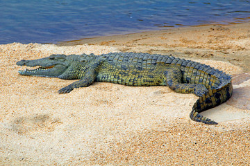 African crocodile on a sandbank