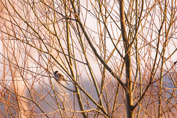 Selective focus photo.  The common reed bunting bird (Emberiza schoeniclus) sitting on branch of bush.