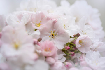 Fototapeta na wymiar Cherry Blossom - Sakura