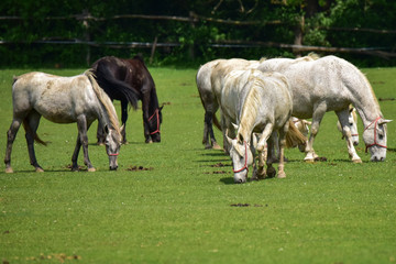 Naklejka na ściany i meble herd of horses on a pasture