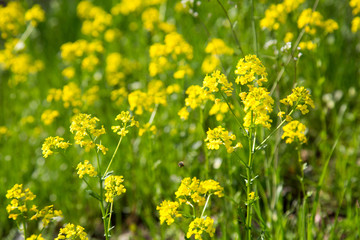 Background of yellow flowers bittercress. Selective focus.