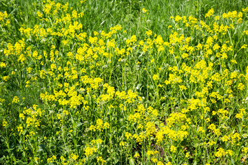 Background of yellow flowers bittercress. Texture backgrounds