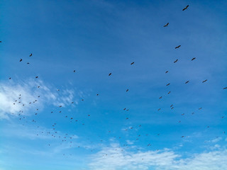 flock of seagulls