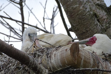 African spoonbill chick feeding