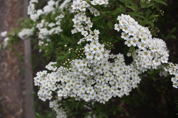 flowering spirea bushes in the city Park   