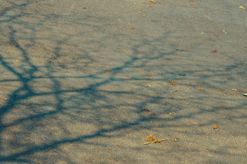 The shadow of the tree branches that ืno leaves in the summer of Thailand on the road floor at the parking car.