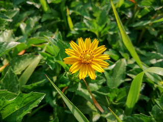 yellow dandelion flower