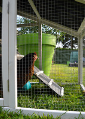 A hen house or chicken coop with hens © jpr03