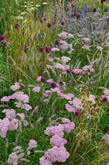 Detail of a mixed border with Echinacea, Allium and Grasses © Garden Guru