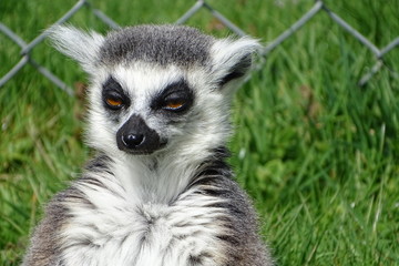 Cute ring-tailed lemurs at the zoo