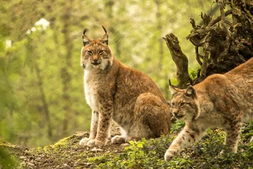 Foto op Aluminium Close up portrait of European Lynx sitting and resting in spring landscape in natural forest habitat, lives in forests, taiga, steppe and tundra, beautiful predator, wild cat animal in captivity, zoo © Ji